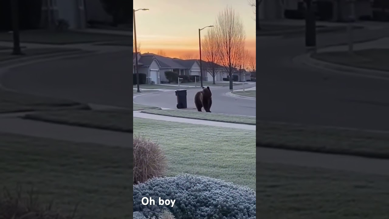 When Bears Go Dumpster Diving 