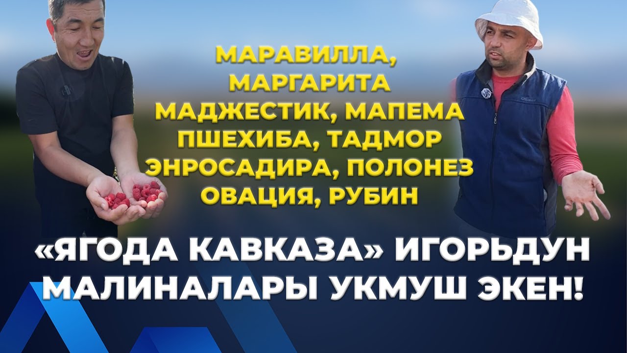 ЭЛИТАЛЫК СОРТТОР АЗ КЕЛЕТ! ЭРТЕРЭЭК БРОНДОП КОЙГУЛА!