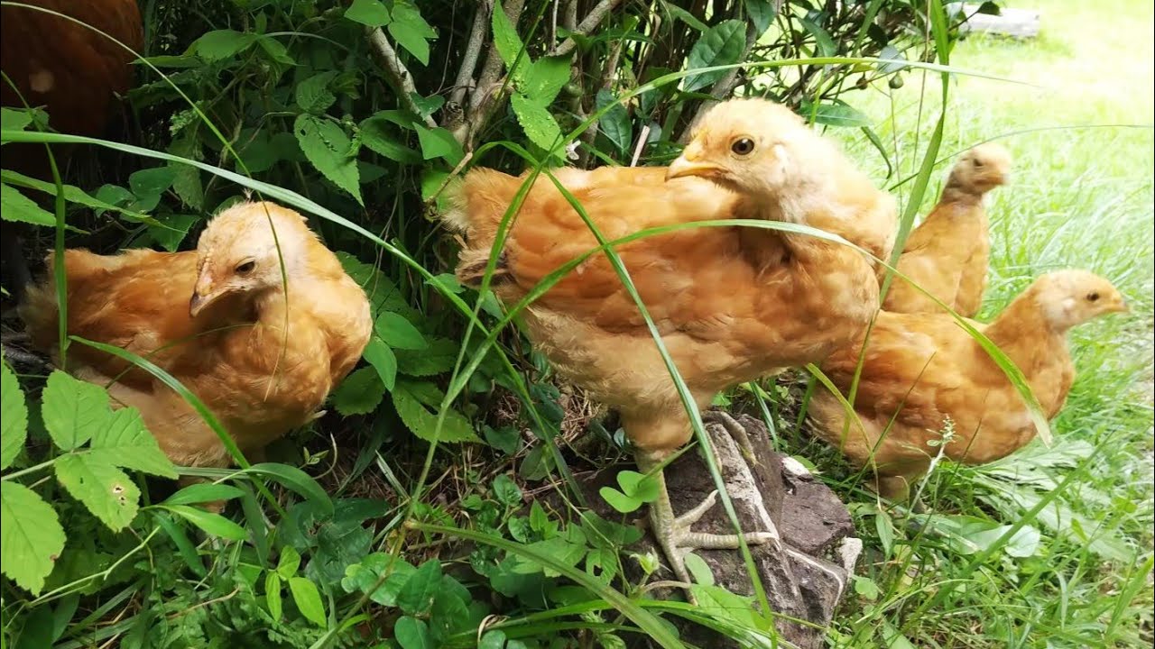 [Вопросы и ответы] Начинается ли выращивание садовых кур с яиц? От птенца?