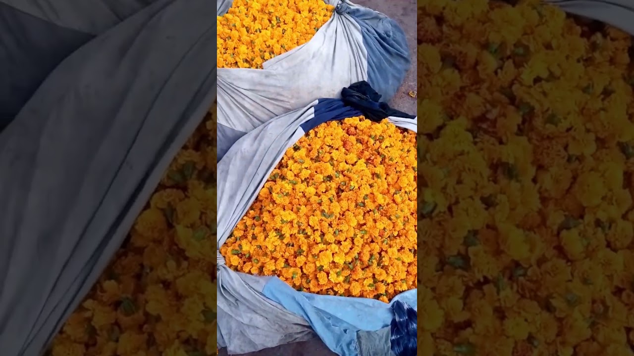 Punjab Ki Sabse Badi Phoolon Ki Mandi  #flowers # nature is so beautiful