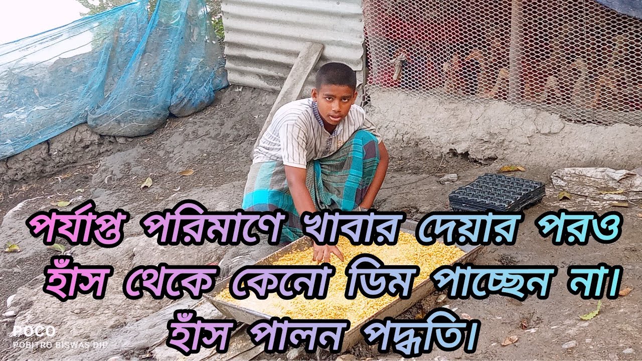 পর্যাপ্ত পরিমাণে খাবার দেয়ার পরও হাঁস থেকে কেনো ডিম পাচ্ছেন না। হাঁস পালন পদ্ধতি।duckfarming
