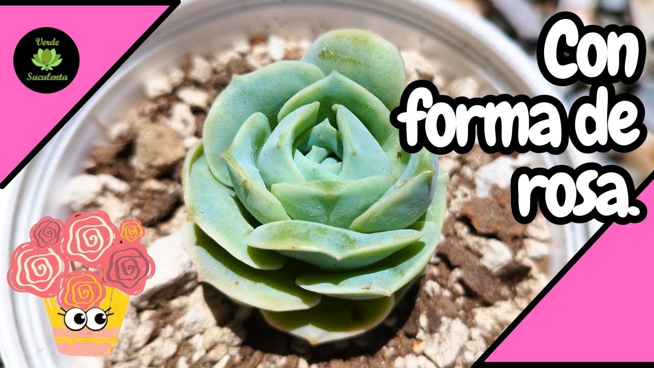 xGraptoveria 