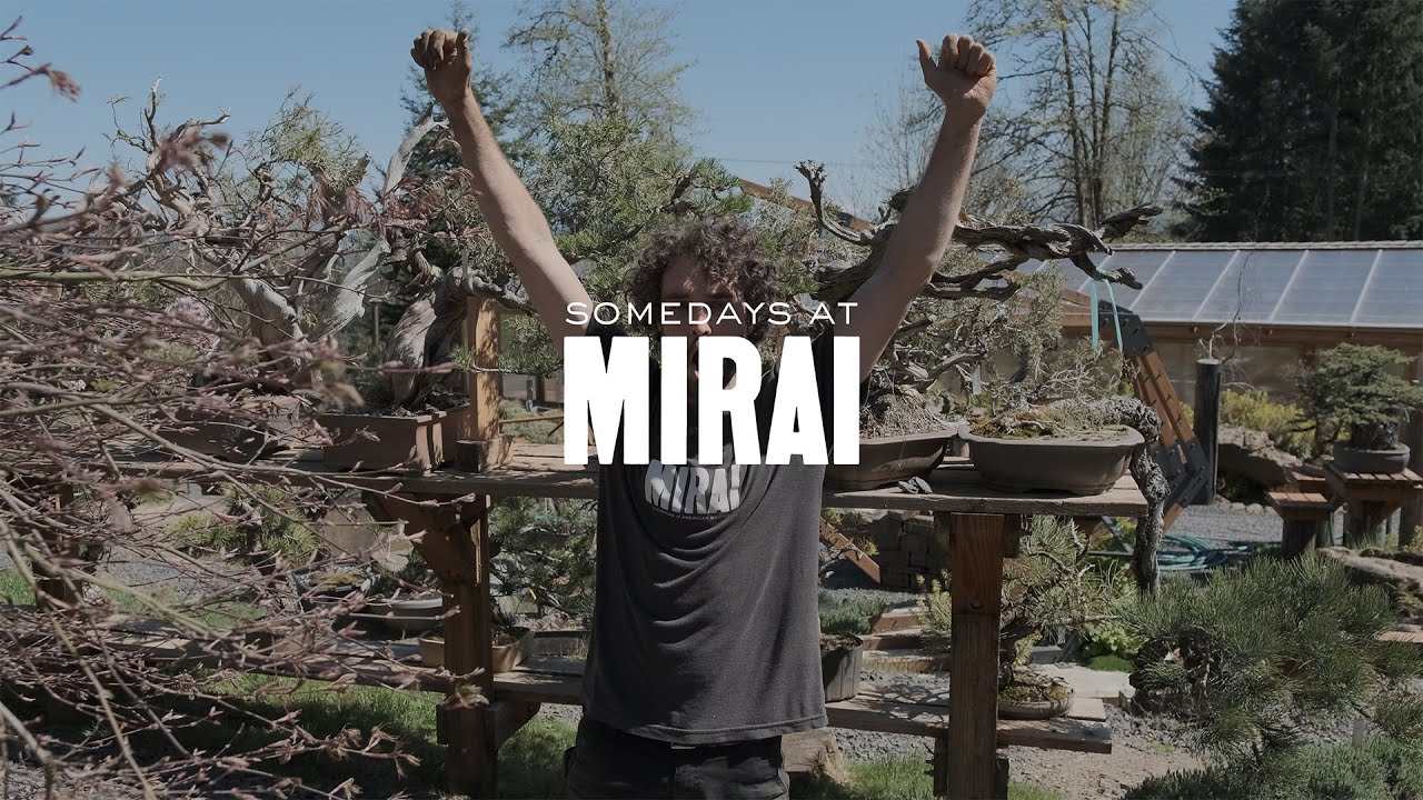 Somedays at Mirai: Целый день раскопок