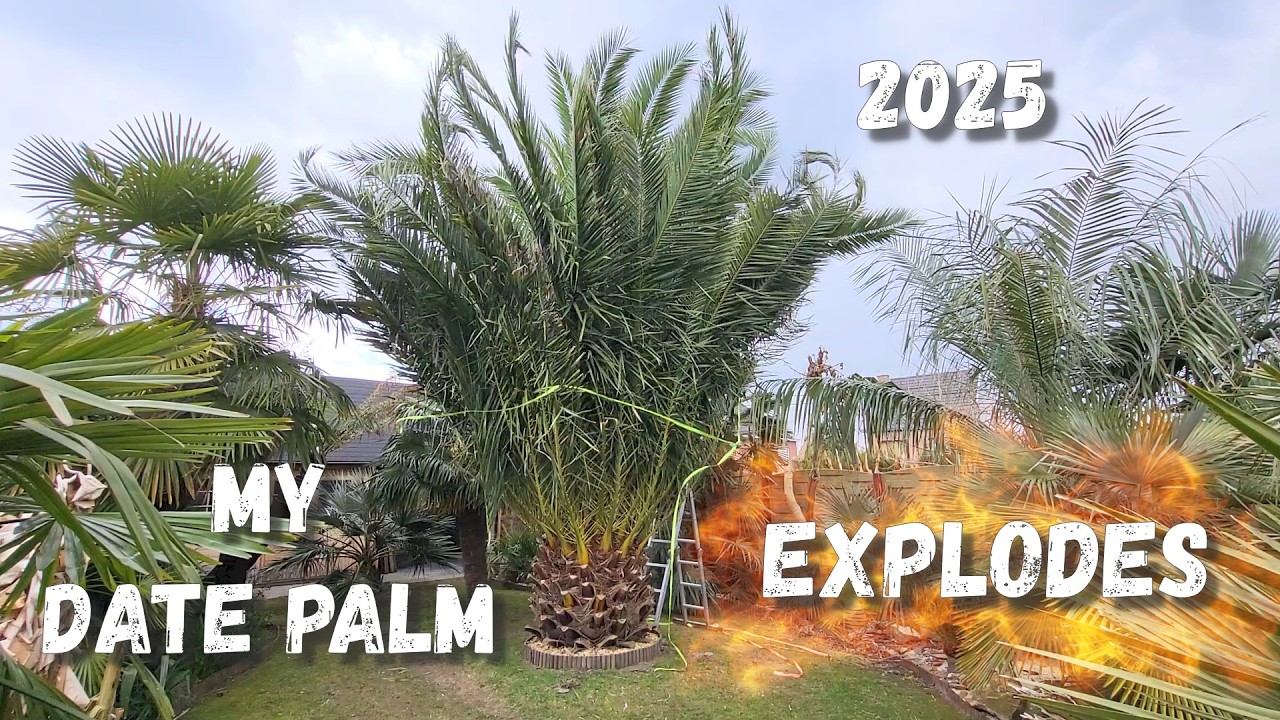 Unpacking all my palms @ 2025