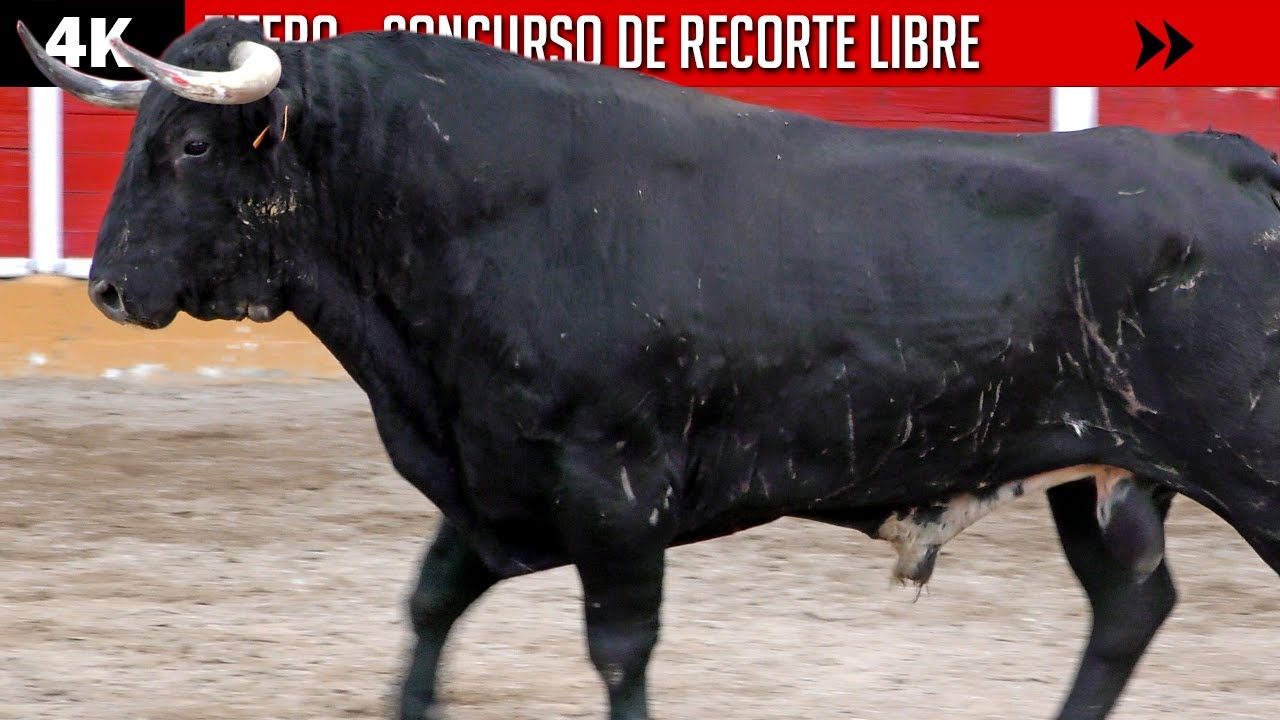 CERTAMEN DE RECORTE LIBRE EN FITERO ▪  4K