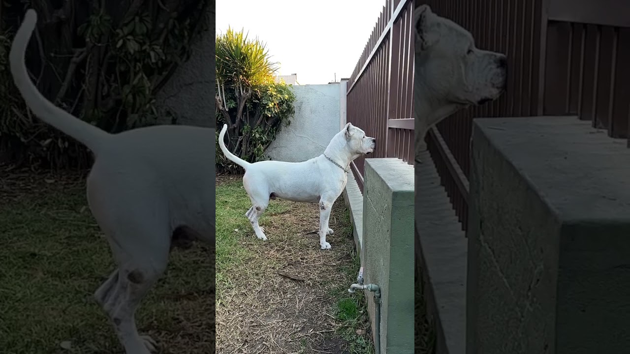 Apache The Dogo Argentino Dogo!! #shorts #music #remix #reels #trending