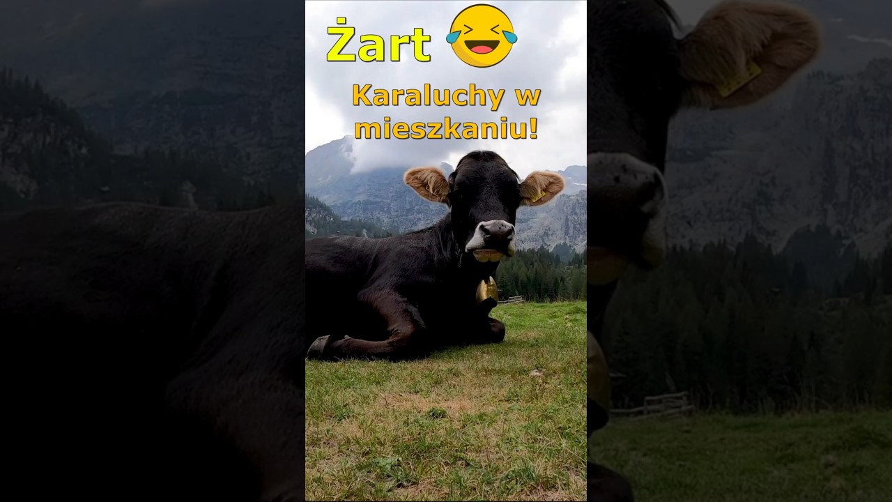 Żart😁 Karaluchy w mieszkaniu🙈🙉😂