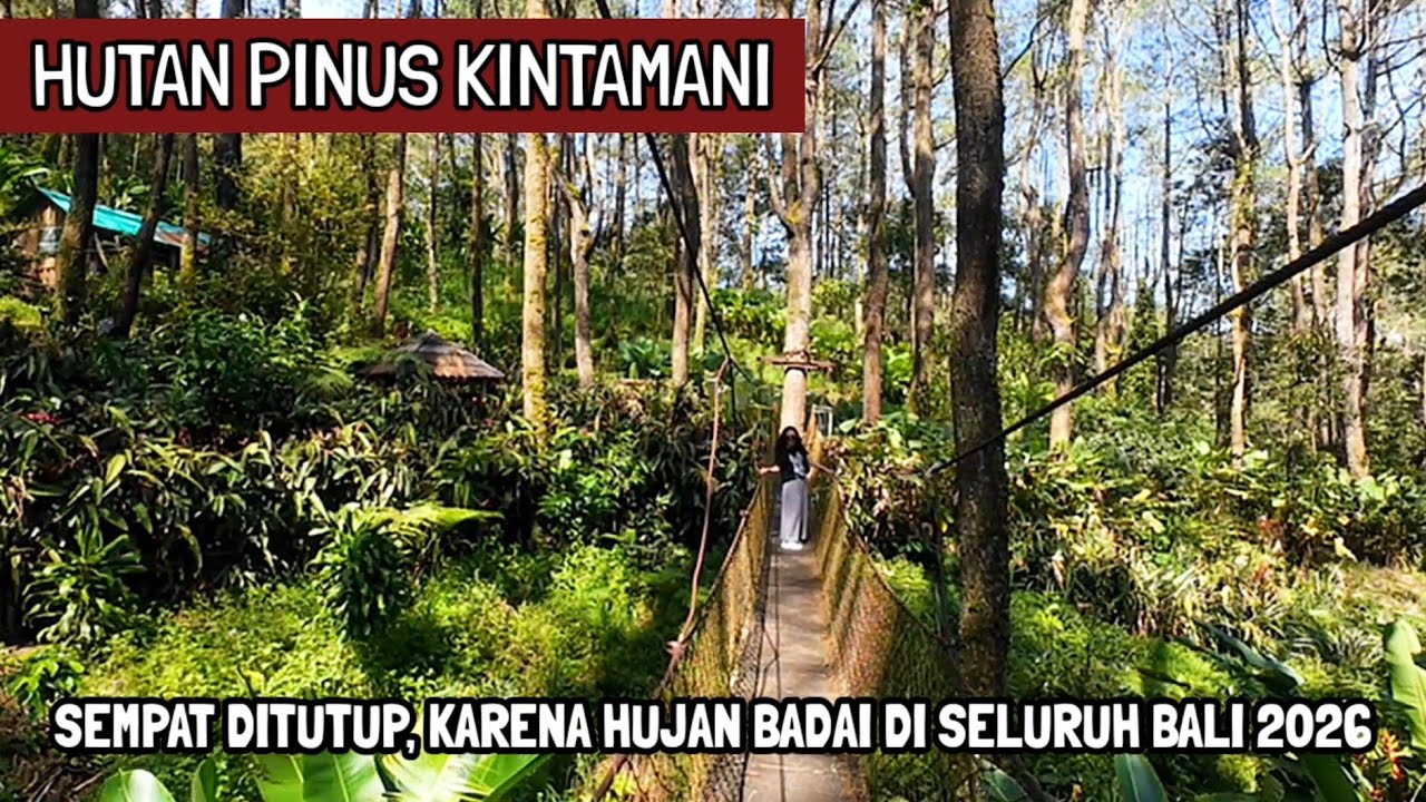 HUTAN PINUS DESA BATUR SELATAN ATAU JEMBATAN KUNING KINTAMANI BALI(6/3/2026)