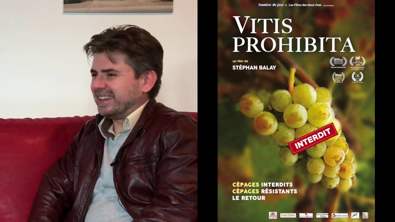 Vitis Prohibita, cépages interdits et résistants : le retour !