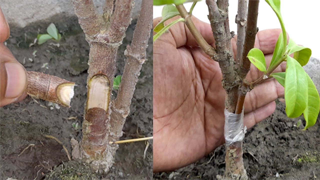 Alamanda Grafting : Get multiple colour flower from single plant