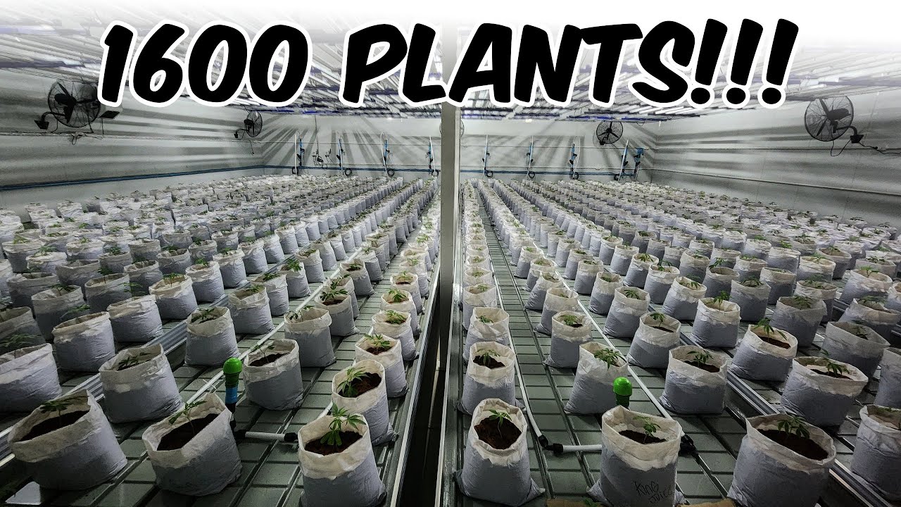 Строительство 300-светового коммерческого комплекса для выращивания растений!!! ЧАСТЬ 2