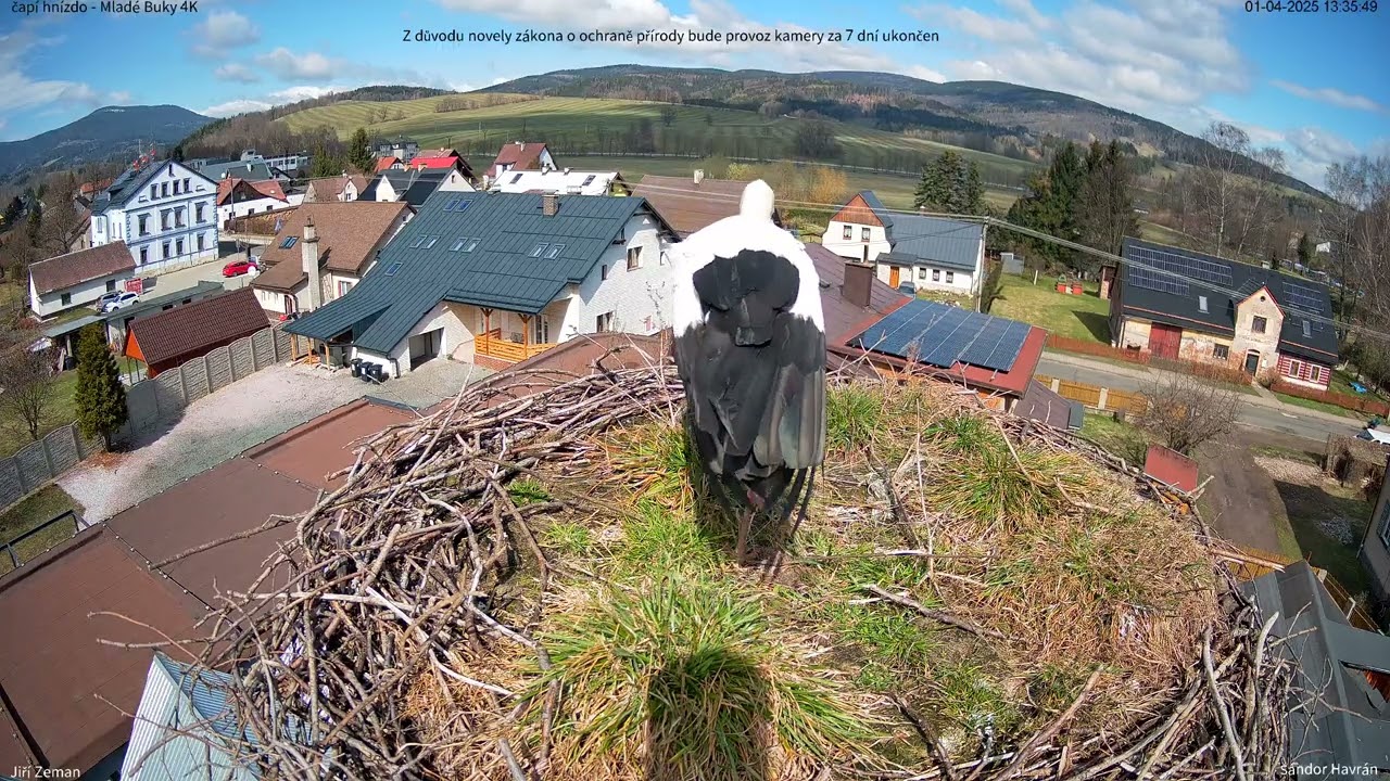 Betynka CA764 je doma - 1.4.2025 - Mladé Buky - čapí hnízdo