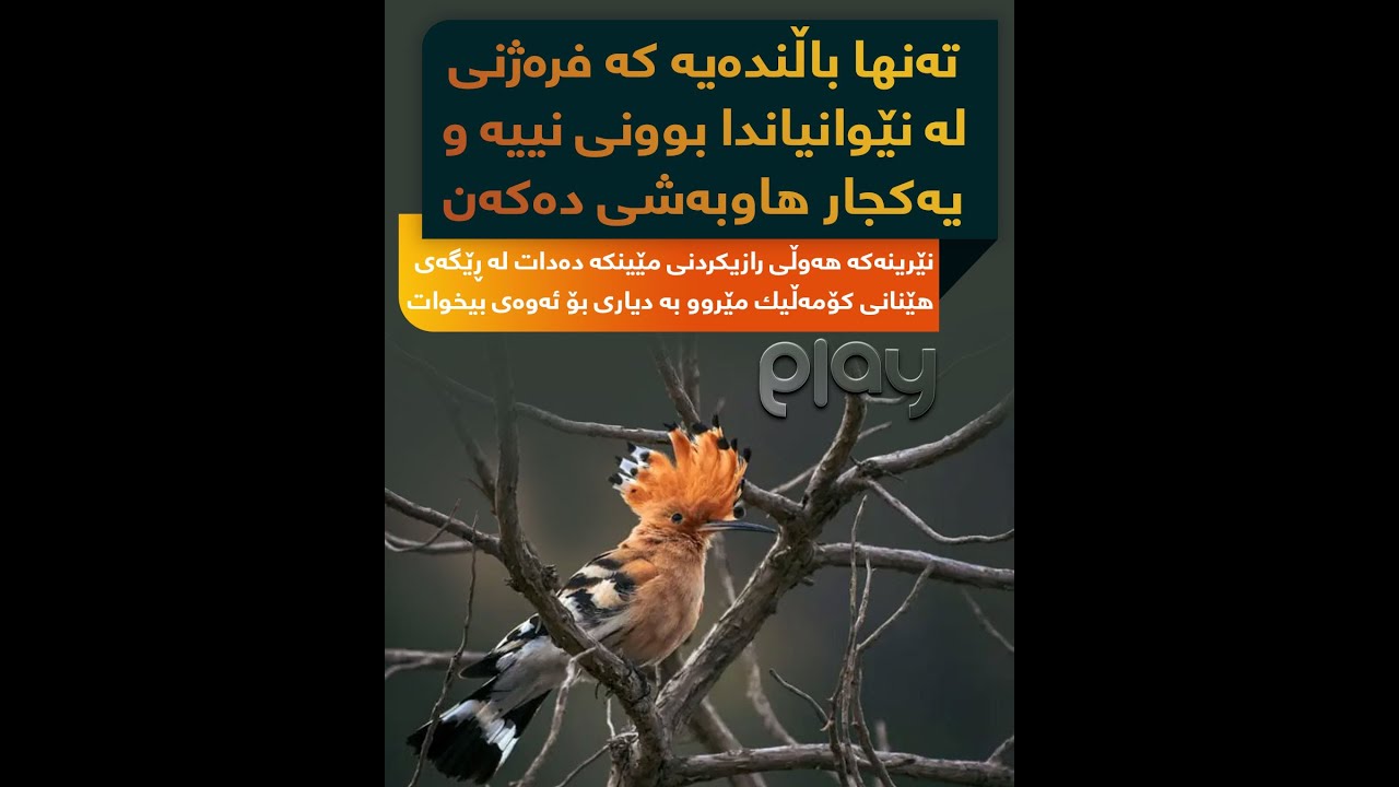 باڵندەی پەپوسڵێمانکە