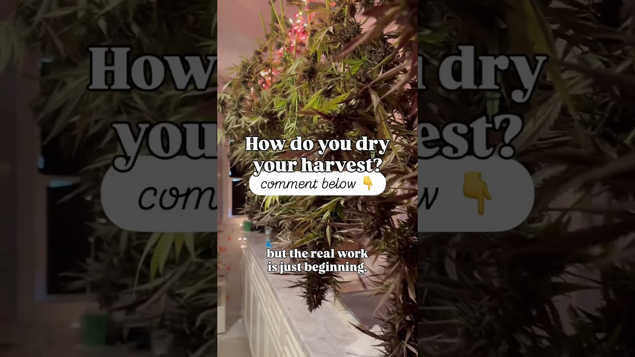 А как вы сушите свой урожай? 🌿👇 Дайте мне знать в комментариях ниже!