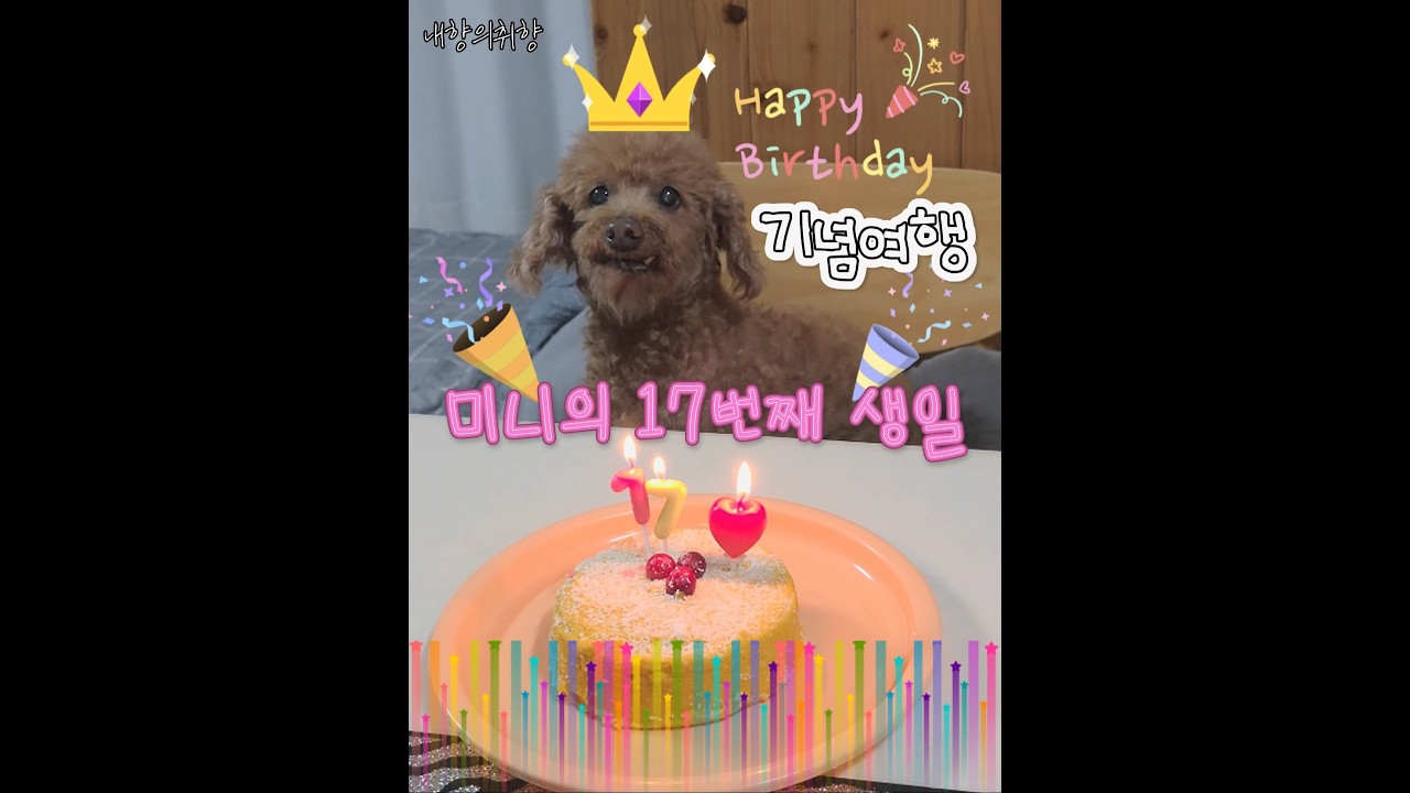 17살 강아지도 여행을 잘 다닐 수 있을까?