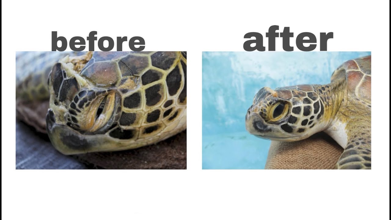 Bali Sea Turtle Rescue