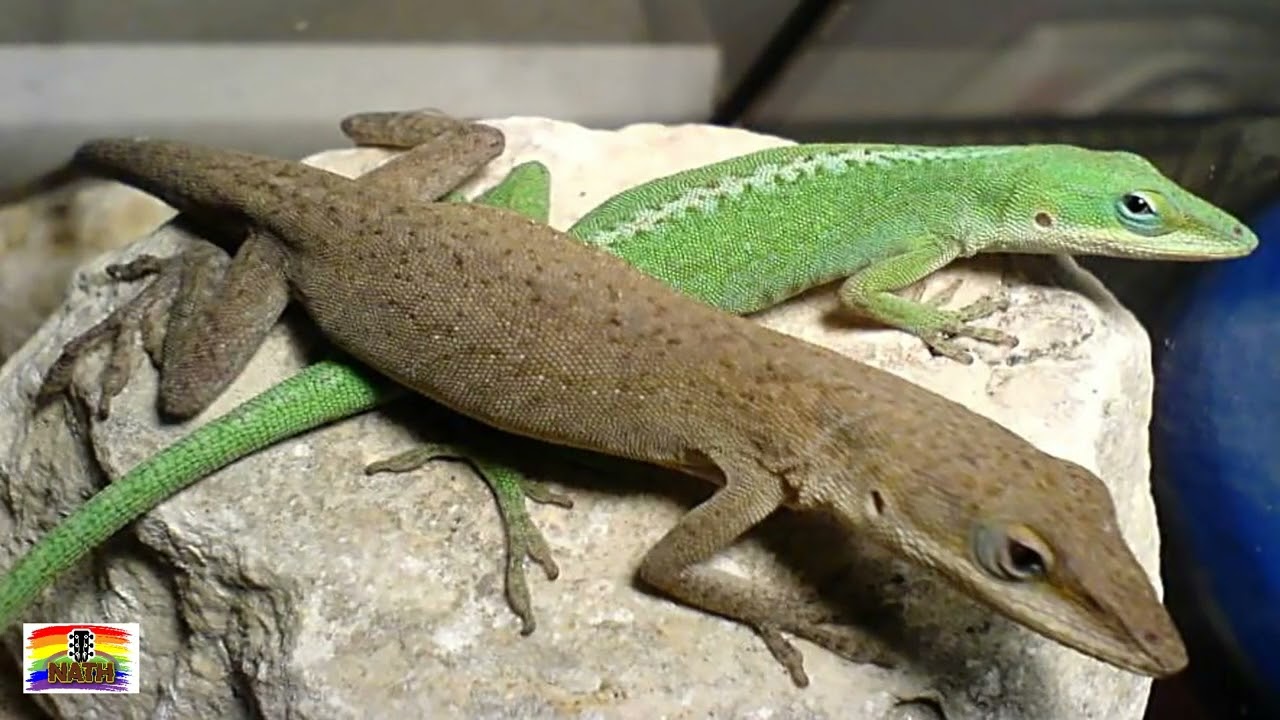 zandoli 🦎mandé 💍 mayé 👰🏾 (Zandoli mawon part II)