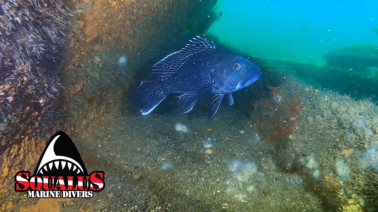 THE WRECK OF THE SS LLEWELLYN HOWLAND - NEWPORT RHODE ISLAND #RHODEISLANDDIVING