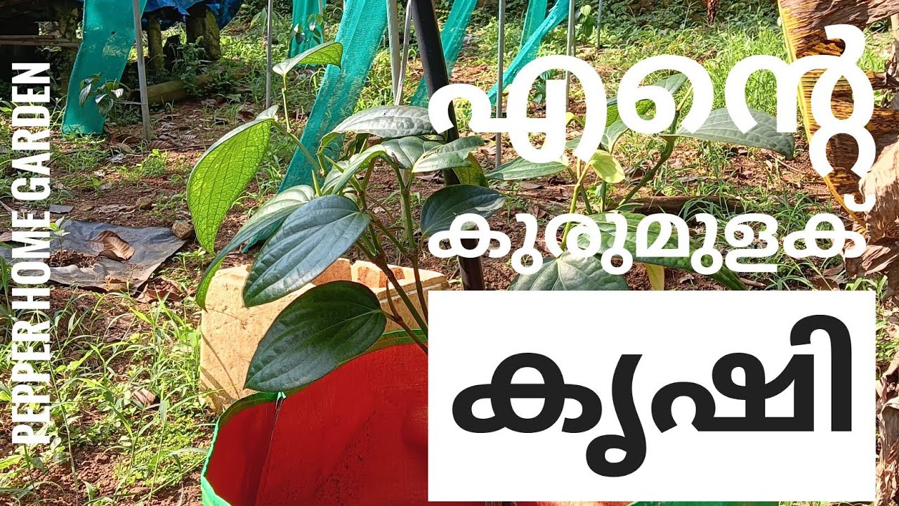 എന്റെ കുരുമുളക് കൃഷി @ my pepper farming @ black pepper 
