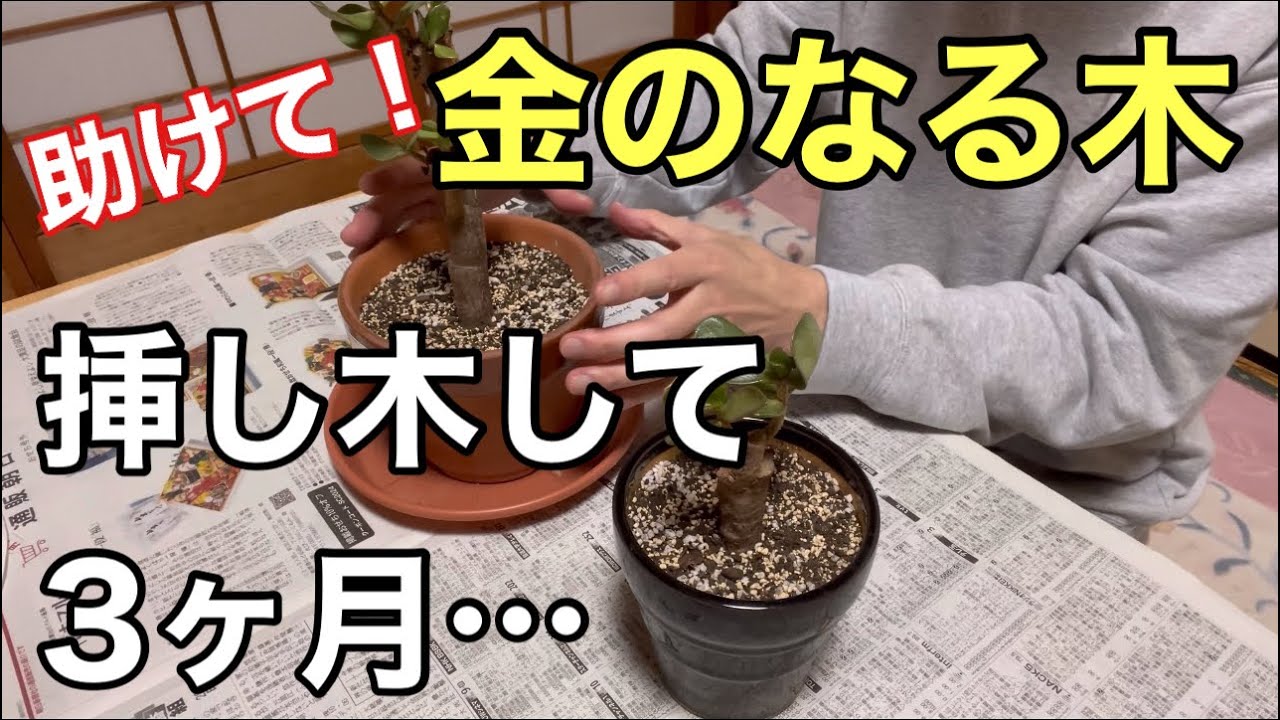 【教えて】金のなる木…挿し木して3ヶ月後の様子【金のなる木②】