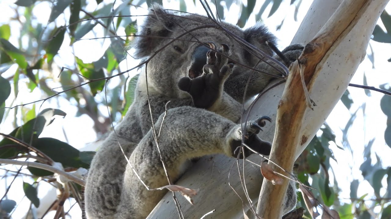 Koala: Koala King 🐨👑 Sits Like a Boss Hands Free Legs Crossed Zero Fear  😎🌿💺