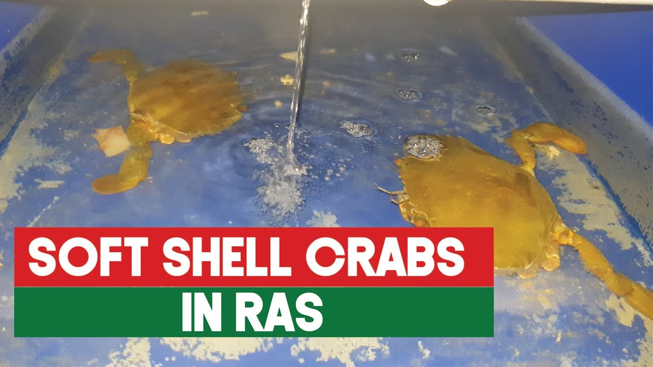 Soft shell crab production with RAS | Aquaculture Technology