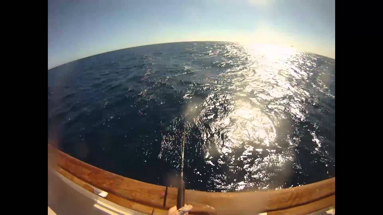 Synit 550gm Compilation