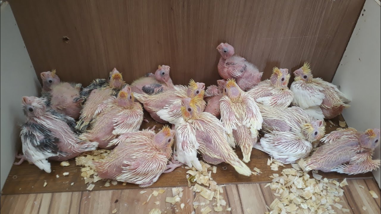 Mais filhotes de Calopsitas