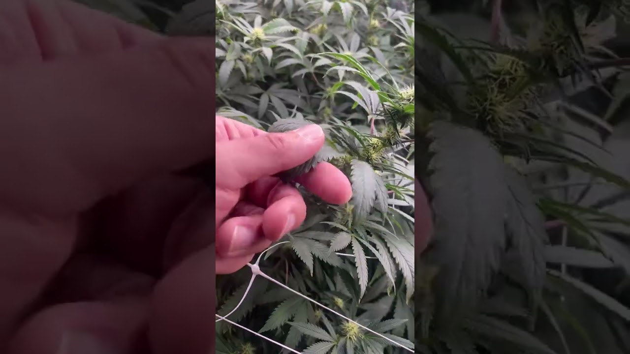 Strain Focus: Pineapple Kush