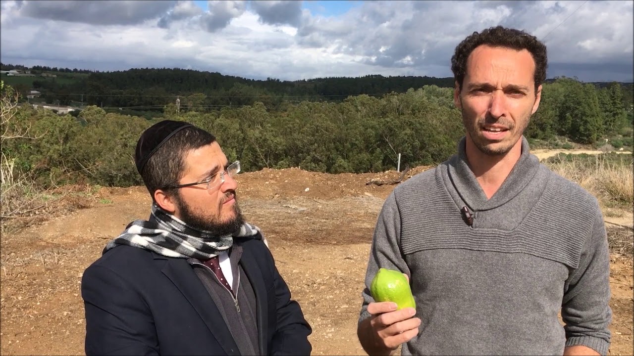 אתרוגי מרוקו בארץ ישראל