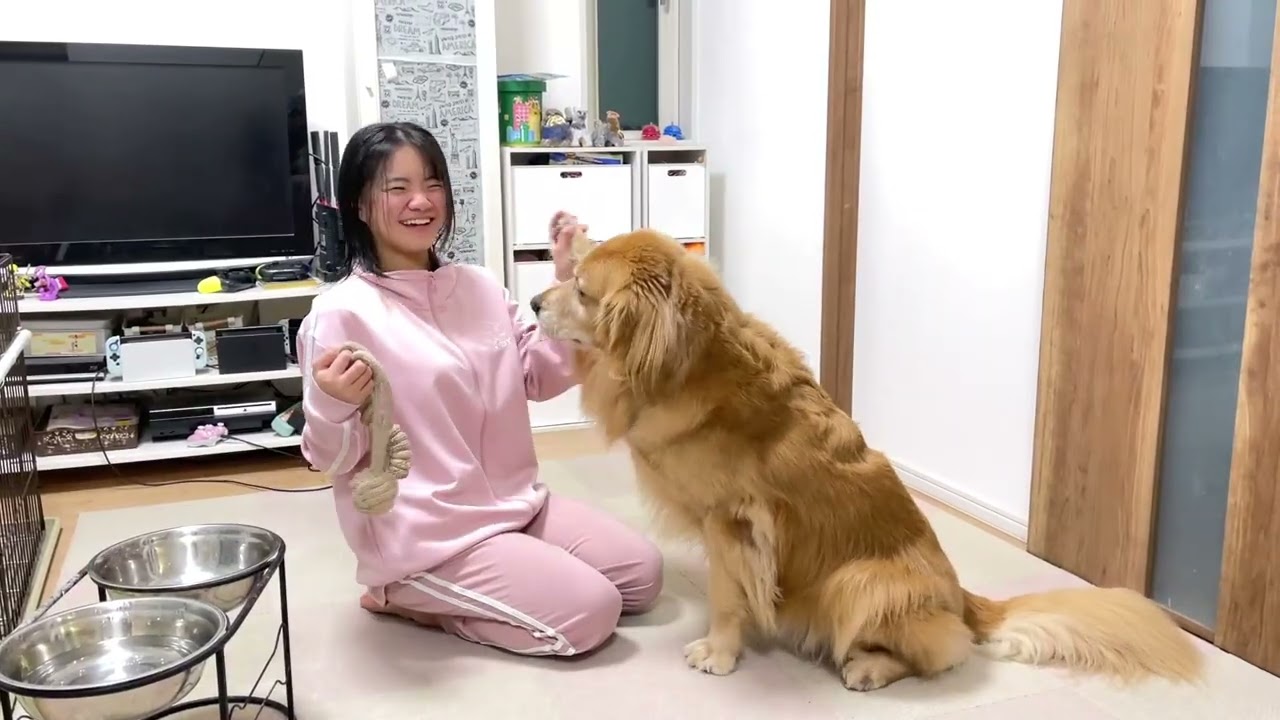 イライラが丸見えで、やけくそ過ぎる大型犬のお手がこちら【ゴールデンレトリバーとミニチュアダックスフンド】