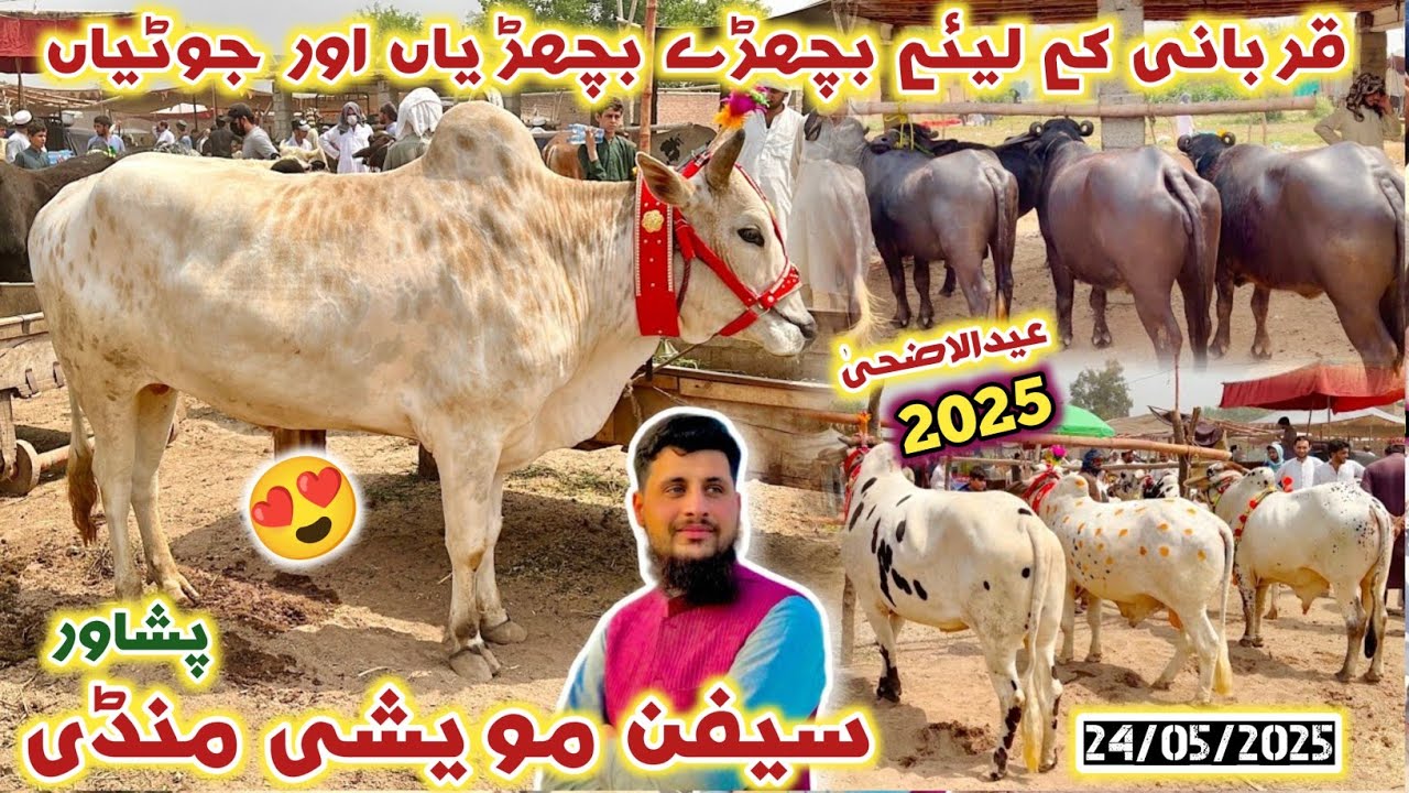 Saifan Maweshi Mandi Peshawar 24/05/2025 New Updates | Qurbani k Janwaron ki Qeemat | Izhar Ali Shah