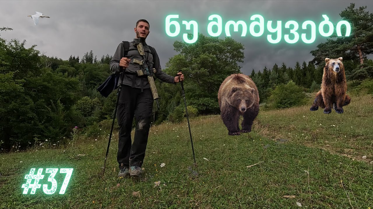 დათვთან ერთად მარტო ტყეში