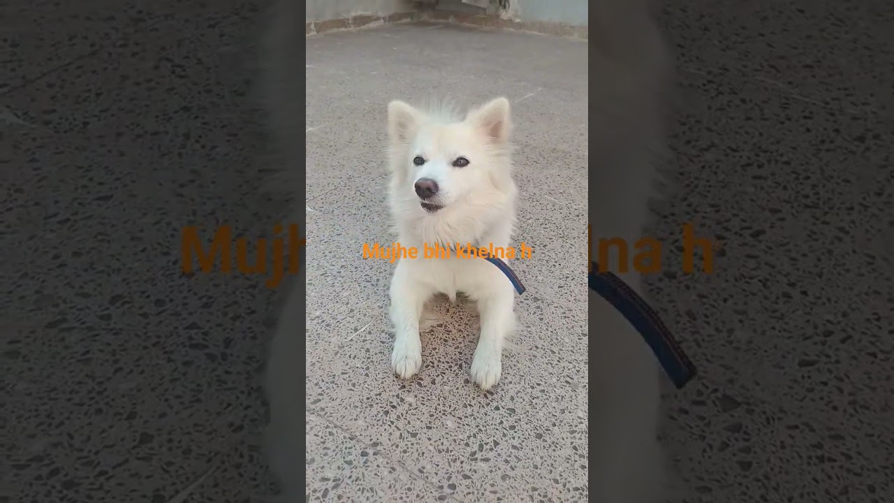 #DreamTrackAI Our old song plays on the radio #viral #funnydog #ifeelfunny  #sotired#sweetdog