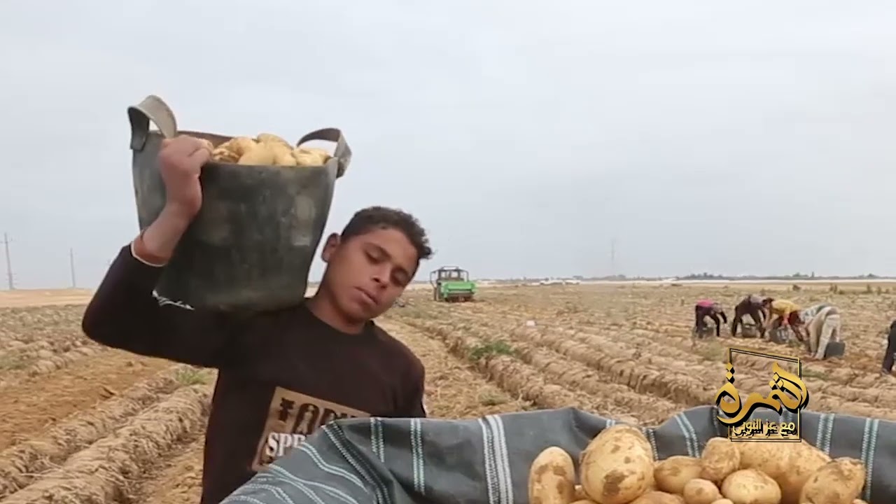زراعة البطاطس من البداية للنهاية محصول عالي وإنتاج ممتاز