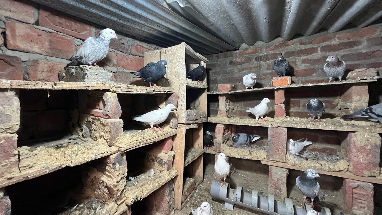 Yasine pigeon care is live!