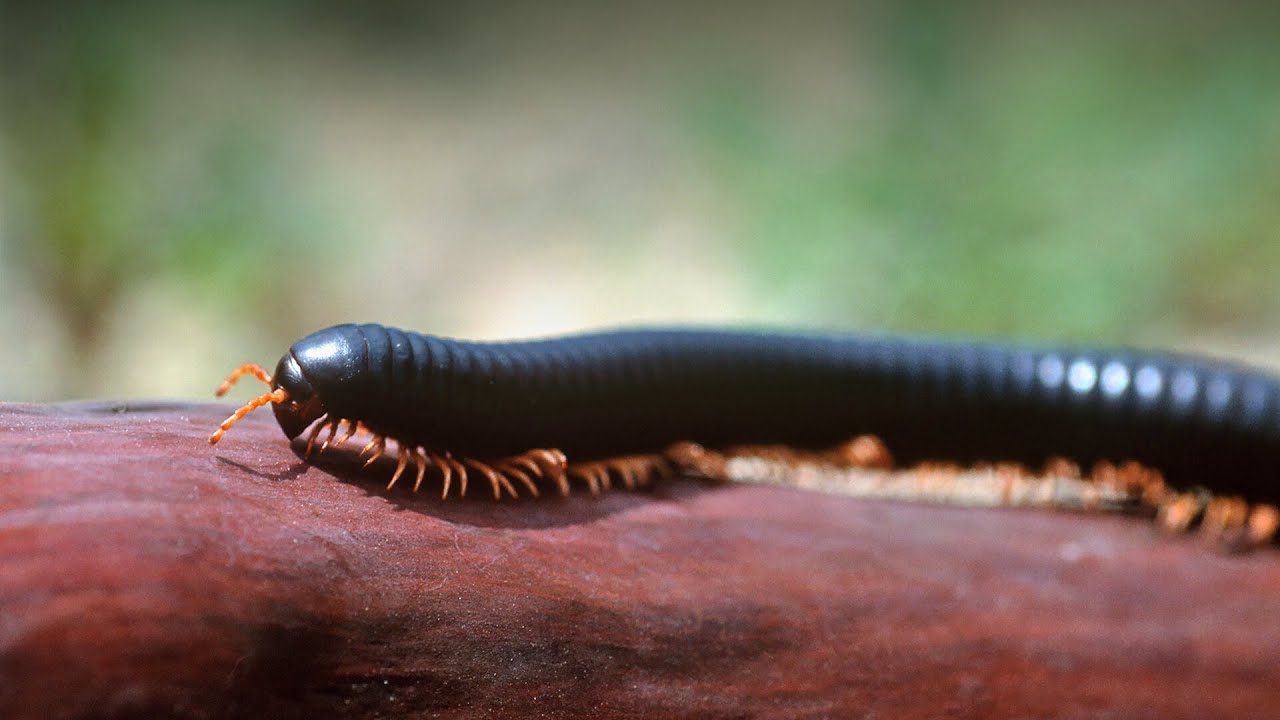 Secrets of Millipede Mating | Nature&rsquo;s Tiny Lovers