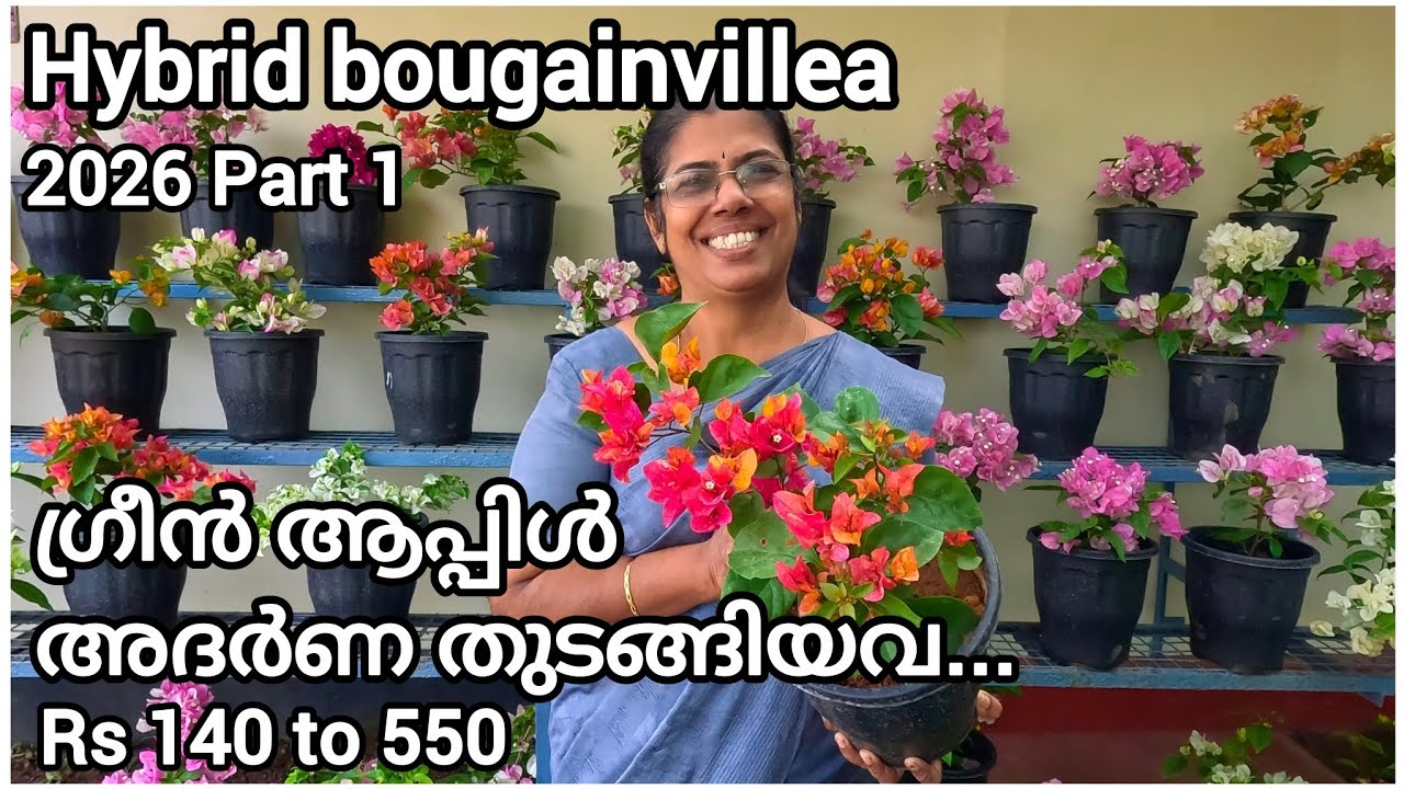 Hybrid bougainvillea 2026Part 1 അദർണ/സ്പ്ലാഷ്/ ഗ്രീൻ ആപ്പിൾ തുടങ്ങിയവ