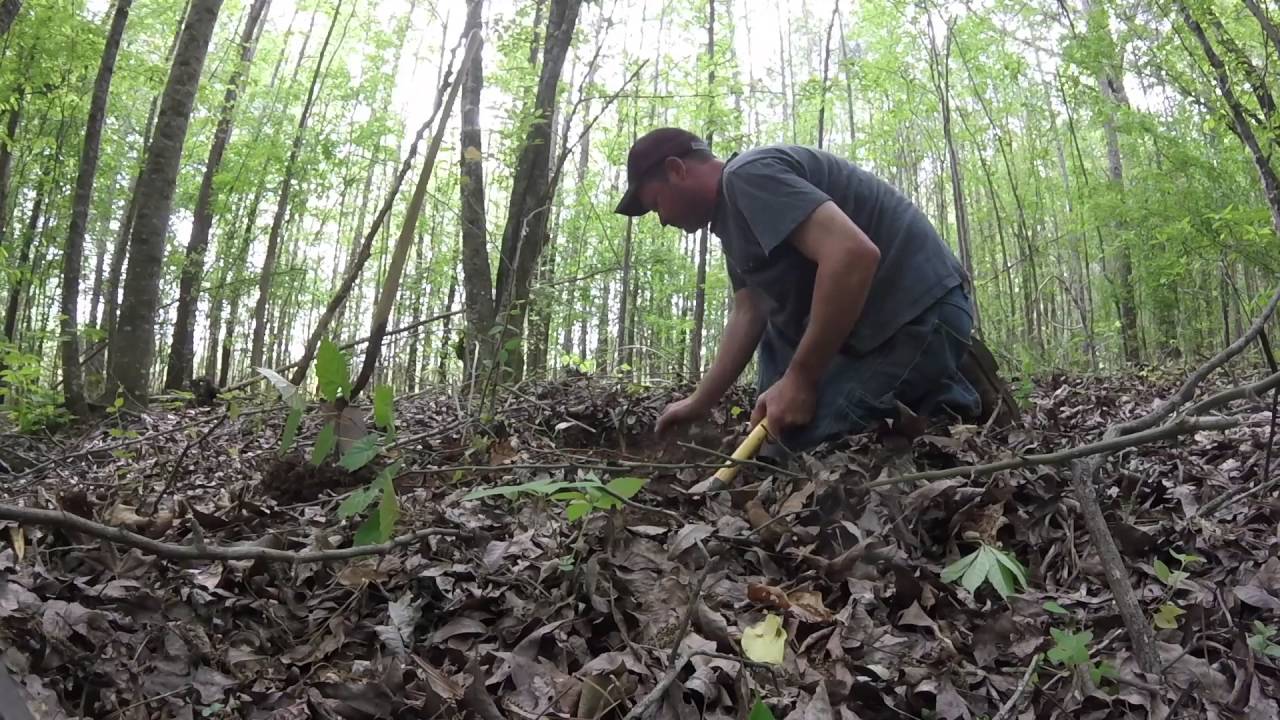Briar Roots, diggin' with Dan