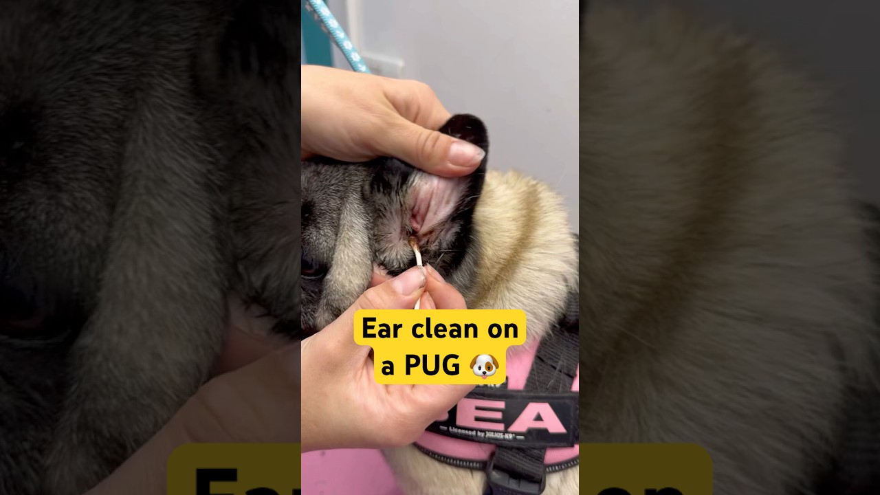 Ear clean on a PUG 🐶 #earcleaning #dogearclean #pug #groomingwithcat #dirty
