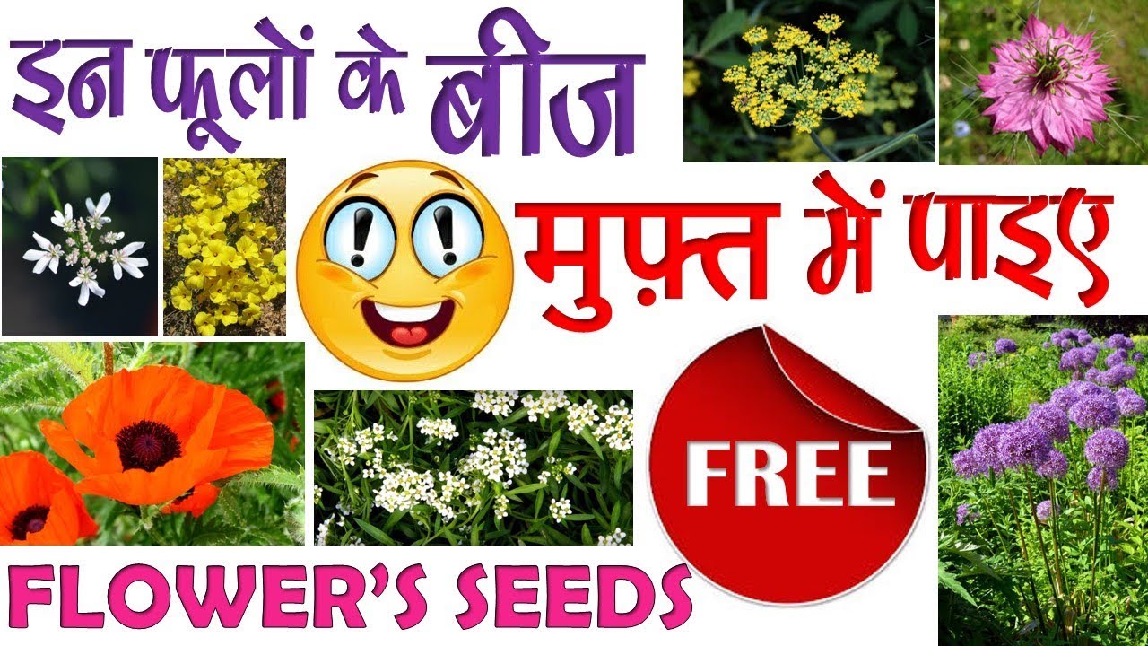 इन फूलों के बीज मुफ्त में पाइए || Beautiful Flower's Seeds For free