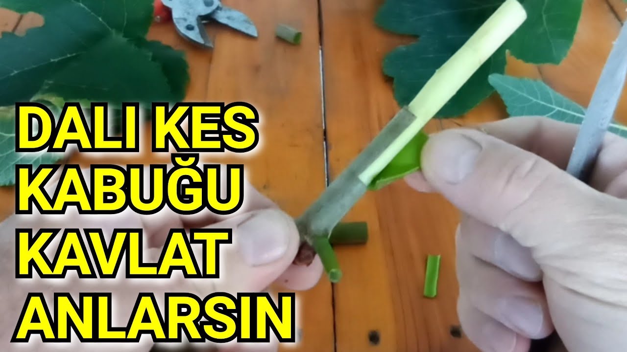 Göz Aşısı Ne Zaman Yapılır