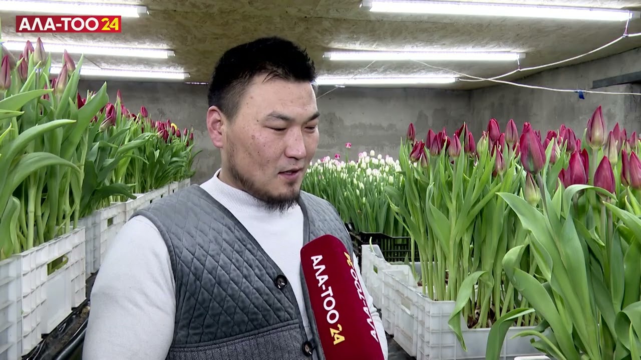 Молодая семья вырастила  50 тыс. тюльпанов