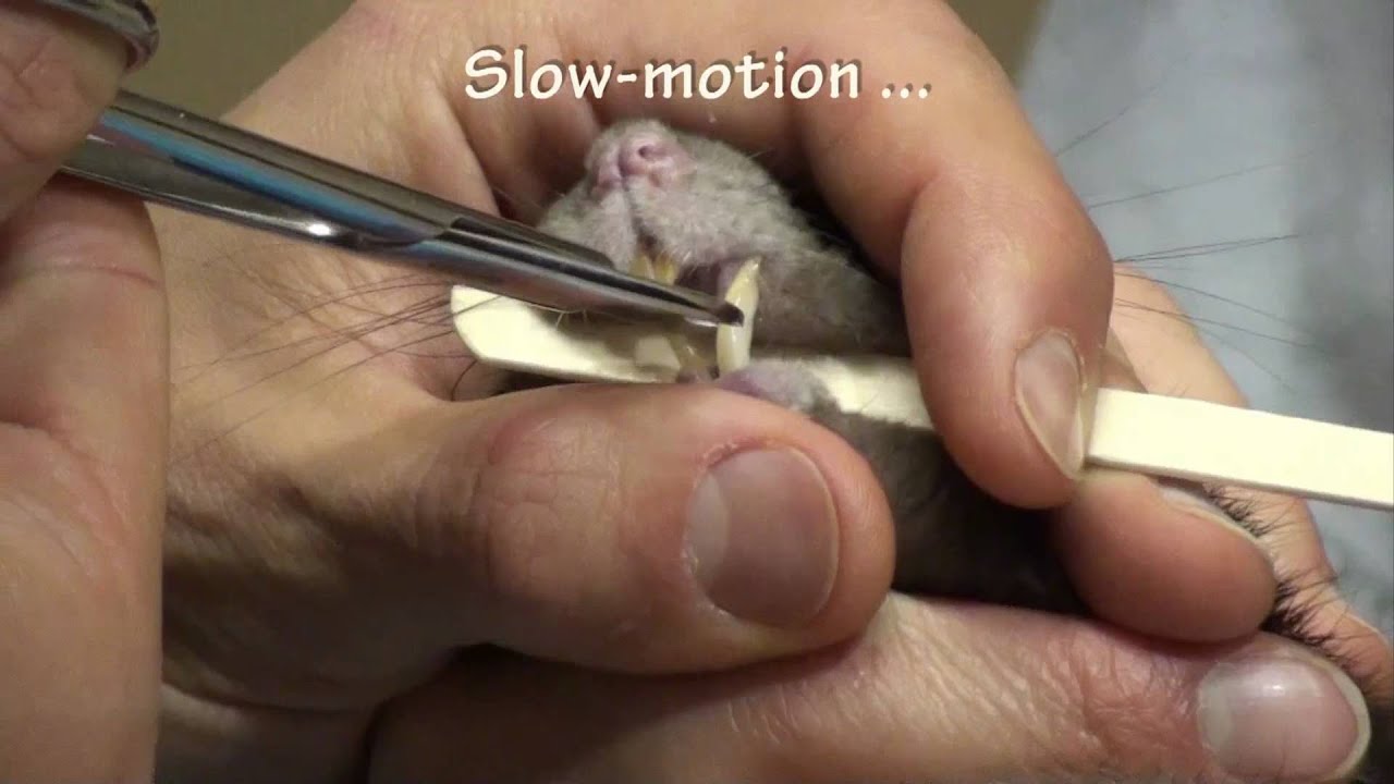 Trimming Pet Rat Crabcake's Maloccluded Teeth