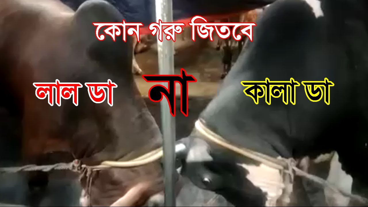 Lal Da Naki Kala Da || Bull vs Bull || Khamar Bari Agro || Cow Farm in Bangladesh
