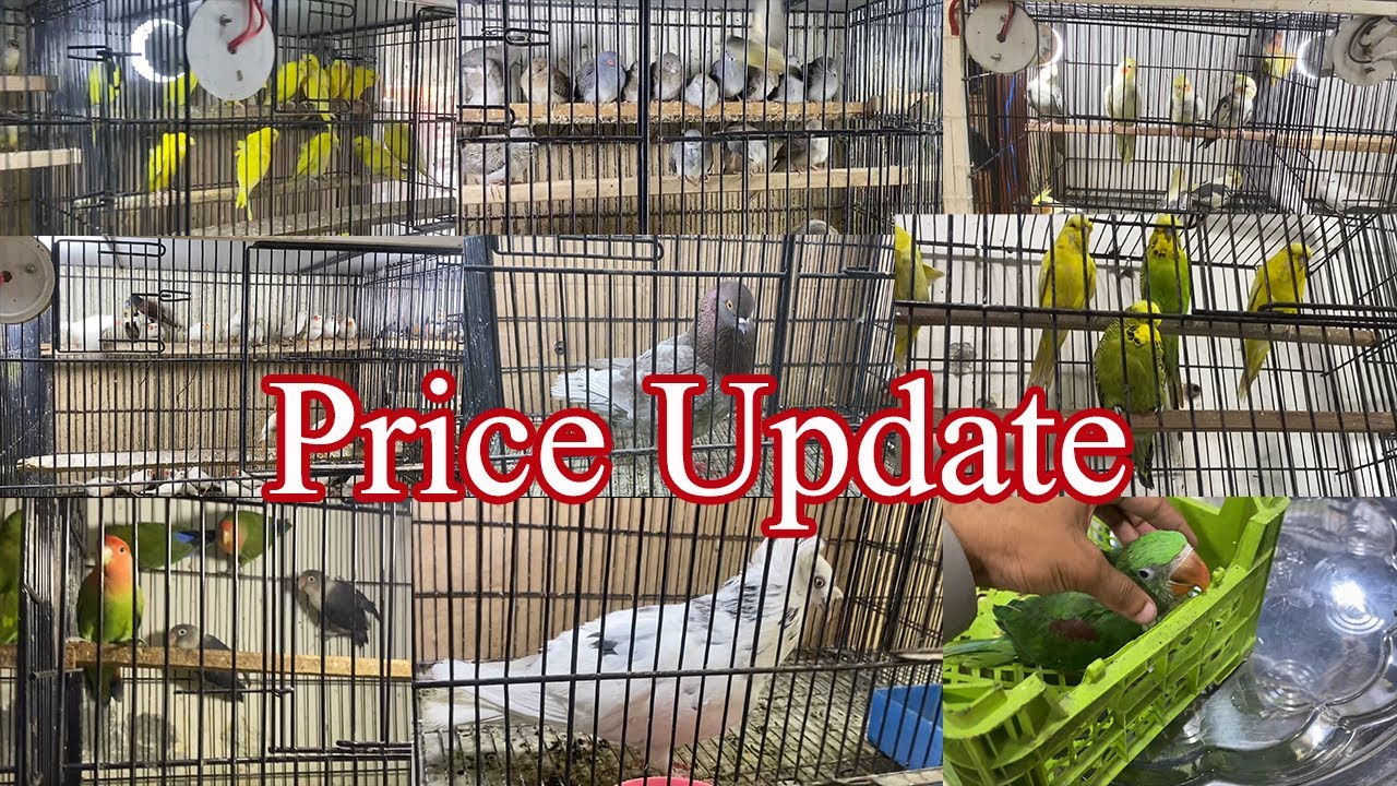Tollinton Market Lahore | Price Update | Birds Price | Parrots | finches | LoveBirds | fancy pigeon