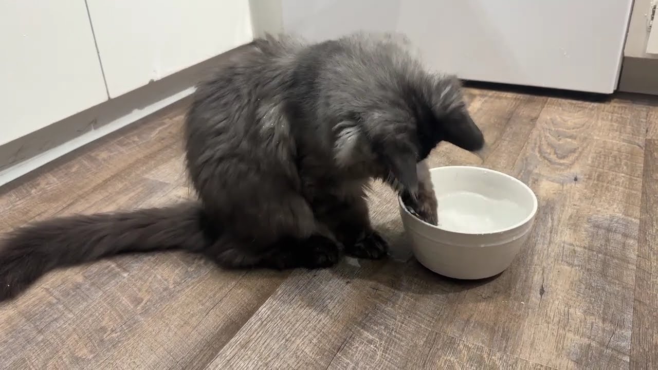 Maine Coon Marsel catshorts catvideos 