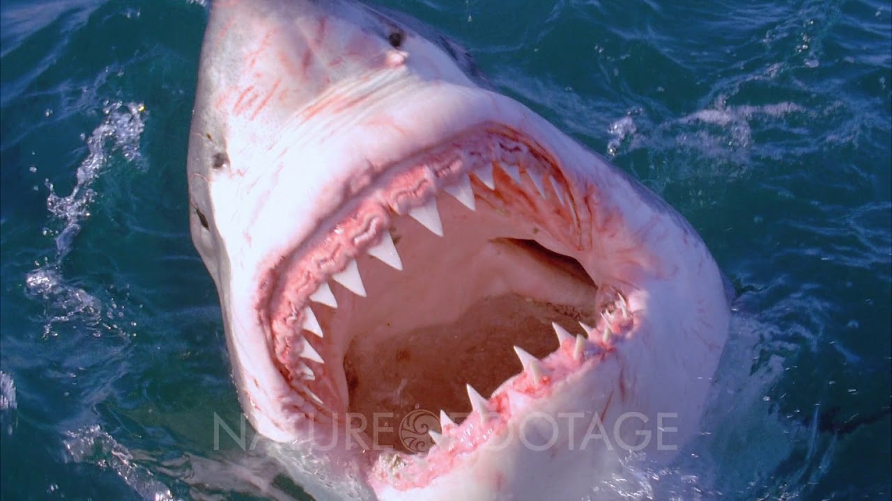 Great White Shark, Handled By Man, Opens Mouth On Surface