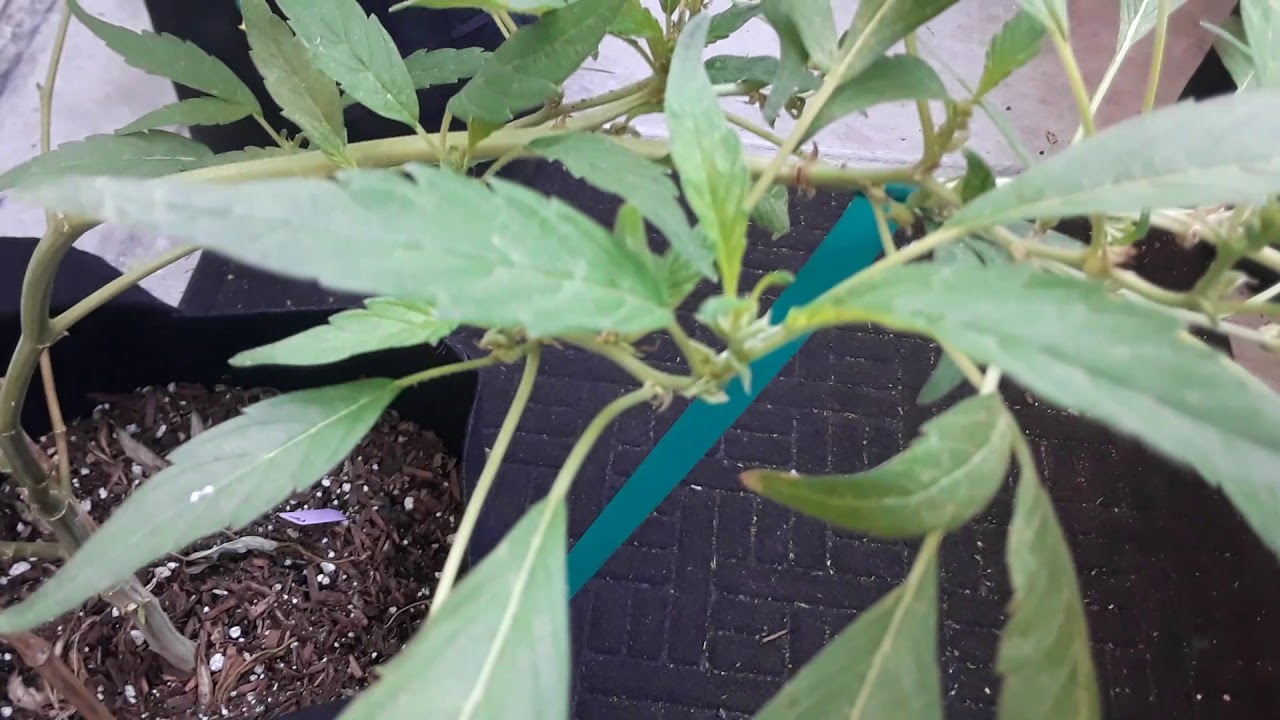 Obadiah's Garden | Morning Update | June 18th 2019