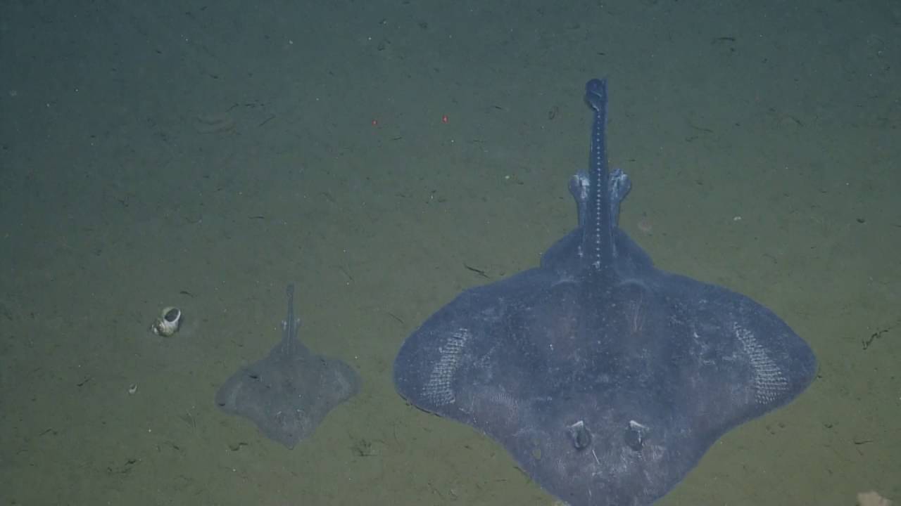Spectacular Skates of the Southern California Margin | Nautilus Live